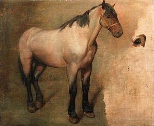 Study of a bay Horse