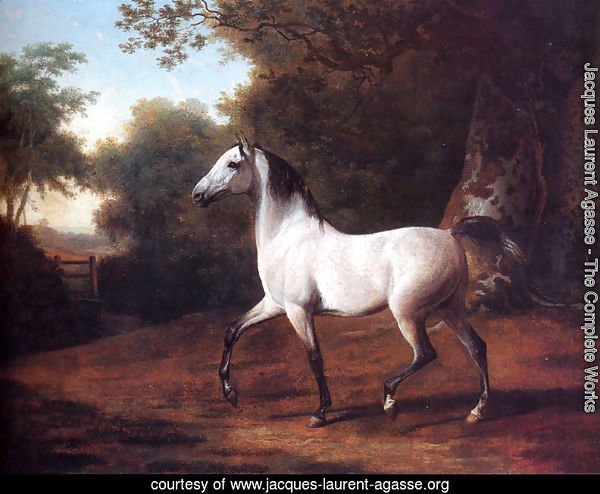 A Grey Arab Stallion In A Wooded Landscape